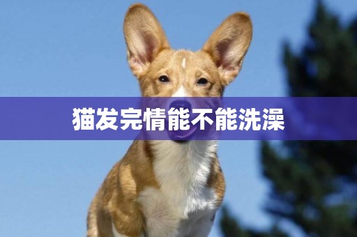 貓發完情能不能洗澡