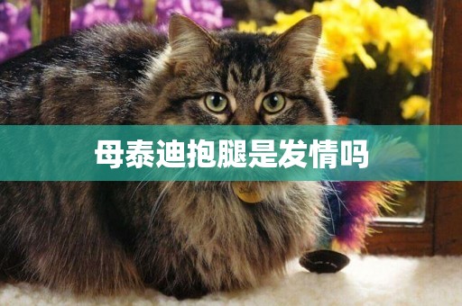 母泰迪抱腿是發情嗎