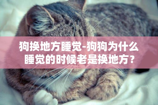 狗換地方睡覺-狗狗為什么睡覺的時候老是換地方？