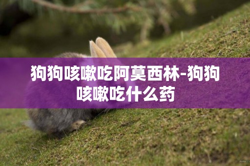 狗狗咳嗽吃阿莫西林-狗狗咳嗽吃什么藥