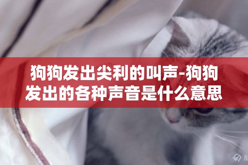 狗狗發出尖利的叫聲-狗狗發出的各種聲音是什么意思