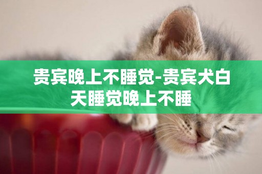 貴賓晚上不睡覺-貴賓犬白天睡覺晚上不睡