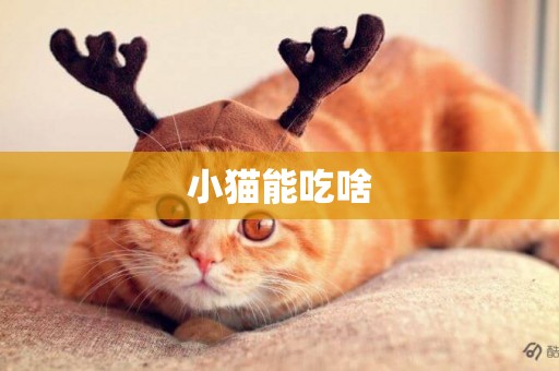 小貓能吃啥