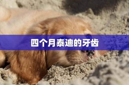 四個月泰迪的牙齒