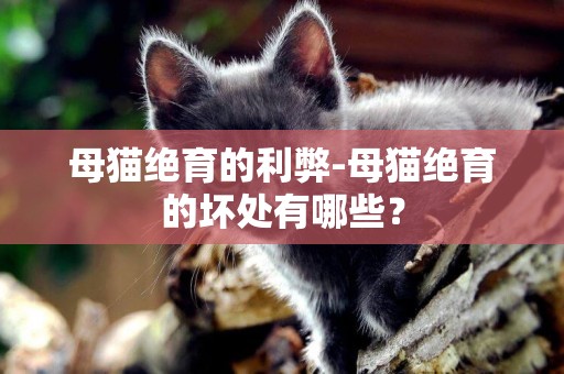 母貓絕育的利弊-母貓絕育的壞處有哪些？