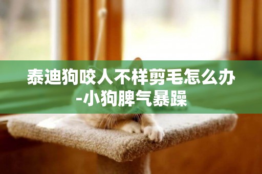 泰迪狗咬人不樣剪毛怎么辦-小狗脾氣暴躁