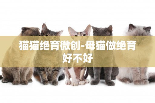 貓貓絕育微創-母貓做絕育好不好