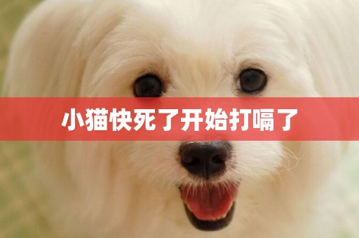 小貓快死了開始打嗝了