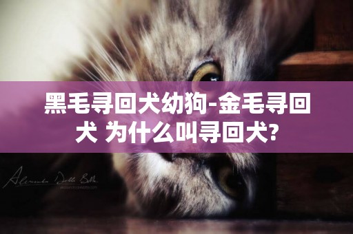 黑毛尋回犬幼狗-金毛尋回犬 為什么叫尋回犬?