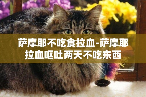 薩摩耶不吃食拉血-薩摩耶拉血嘔吐兩天不吃東西