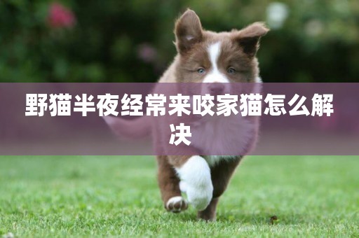 野貓半夜經常來咬家貓怎么解決