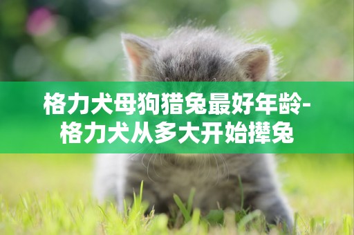格力犬母狗獵兔最好年齡-格力犬從多大開始攆兔