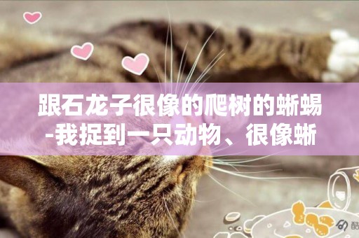 跟石龍子很像的爬樹的蜥蜴-我捉到一只動物、很像蜥蜴