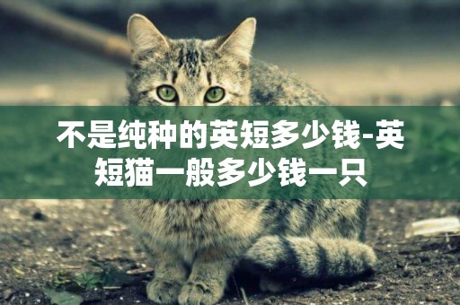 不是純種的英短多少錢-英短貓一般多少錢一只