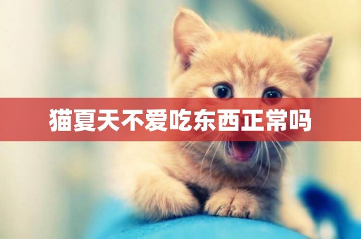 貓夏天不愛吃東西正常嗎