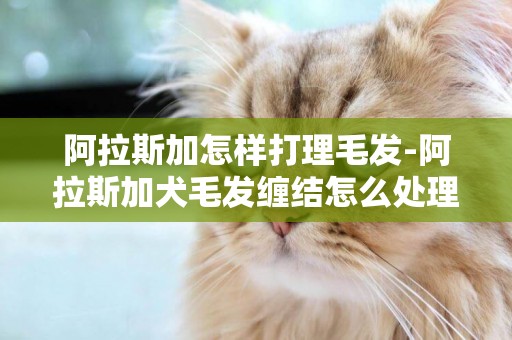 阿拉斯加怎樣打理毛發-阿拉斯加犬毛發纏結怎么處理