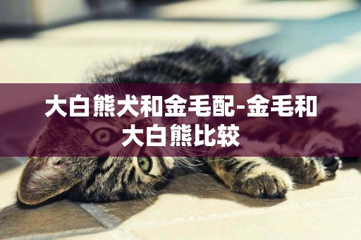 大白熊犬和金毛配-金毛和大白熊比較