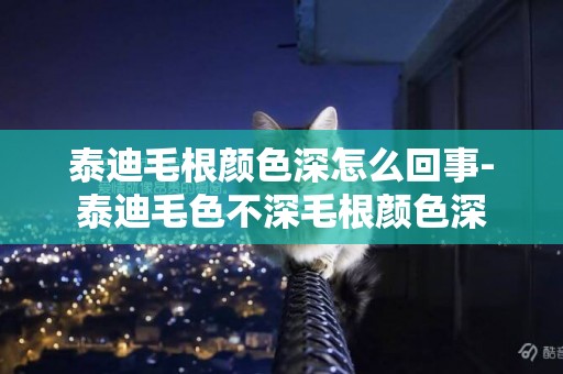 泰迪毛根顏色深怎么回事-泰迪毛色不深毛根顏色深