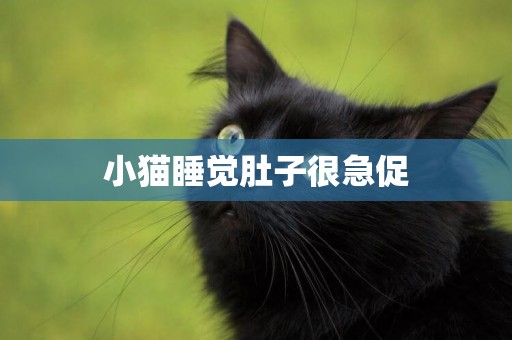 小貓睡覺肚子很急促