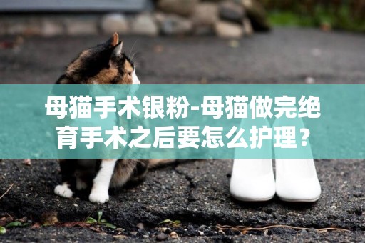 母貓手術銀粉-母貓做完絕育手術之后要怎么護理？