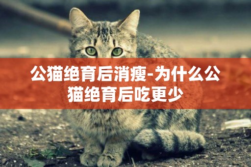 公貓絕育后消瘦-為什么公貓絕育后吃更少