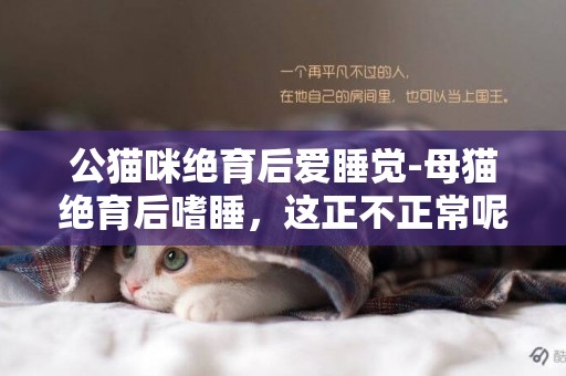 公貓咪絕育后愛睡覺-母貓絕育后嗜睡，這正不正常呢？
