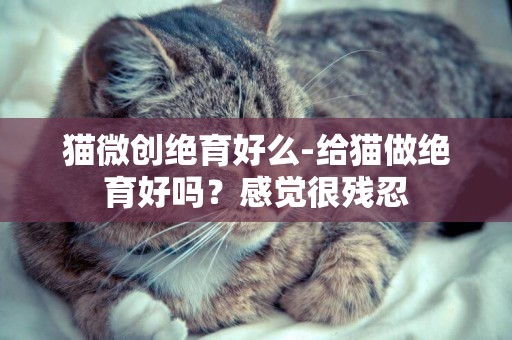貓微創絕育好么-給貓做絕育好嗎？感覺很殘忍