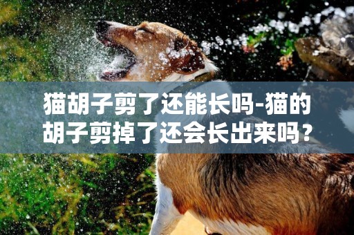 貓胡子剪了還能長嗎-貓的胡子剪掉了還會長出來嗎？