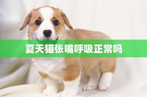 夏天貓張嘴呼吸正常嗎