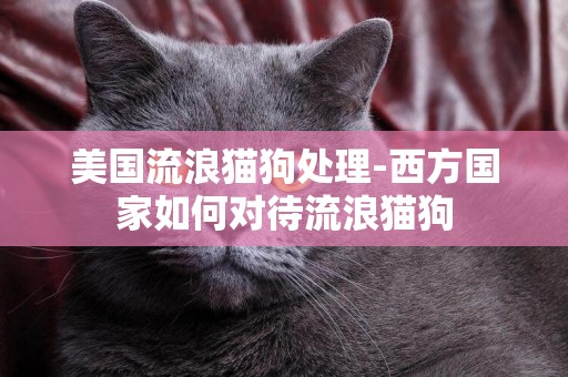 美國流浪貓狗處理-西方國家如何對待流浪貓狗