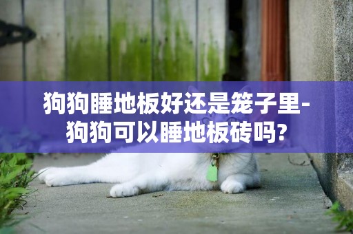 狗狗睡地板好還是籠子里-狗狗可以睡地板磚嗎?