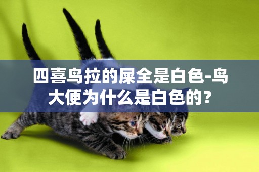 四喜鳥拉的屎全是白色-鳥大便為什么是白色的？
