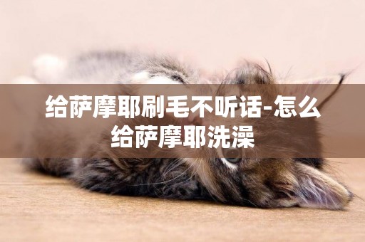 給薩摩耶刷毛不聽話-怎么給薩摩耶洗澡