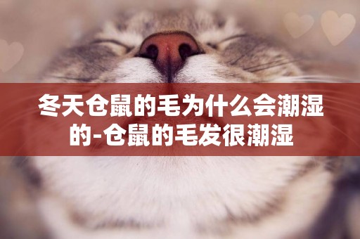 冬天倉鼠的毛為什么會潮濕的-倉鼠的毛發很潮濕