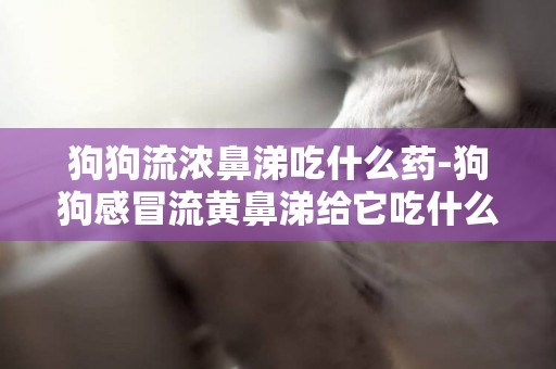 狗狗流濃鼻涕吃什么藥-狗狗感冒流黃鼻涕給它吃什么藥