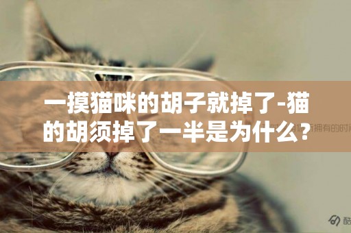 一摸貓咪的胡子就掉了-貓的胡須掉了一半是為什么？