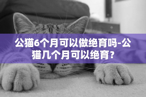 公貓6個月可以做絕育嗎-公貓幾個月可以絕育？