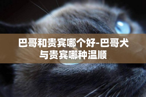 巴哥和貴賓哪個好-巴哥犬與貴賓哪種溫順