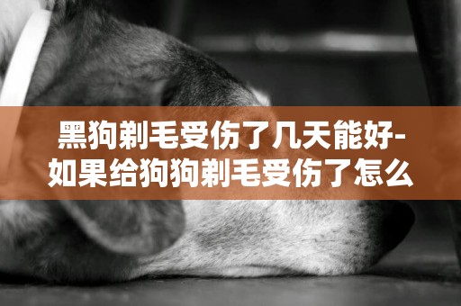 黑狗剃毛受傷了幾天能好-如果給狗狗剃毛受傷了怎么辦