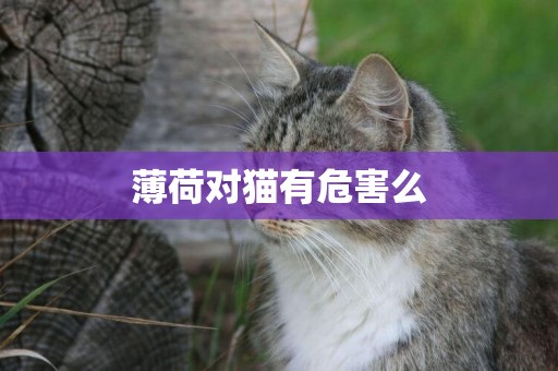 薄荷對貓有危害么