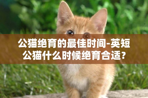 公貓絕育的最佳時間-英短公貓什么時候絕育合適？