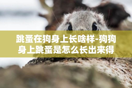 跳蚤在狗身上長啥樣-狗狗身上跳蚤是怎么長出來得