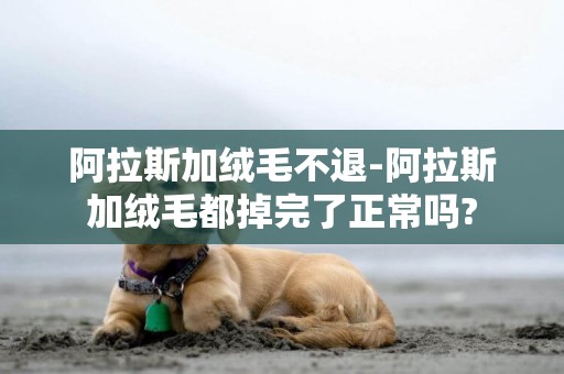 阿拉斯加絨毛不退-阿拉斯加絨毛都掉完了正常嗎?