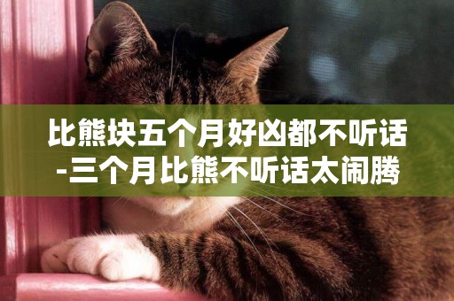 比熊塊五個月好兇都不聽話-三個月比熊不聽話太鬧騰
