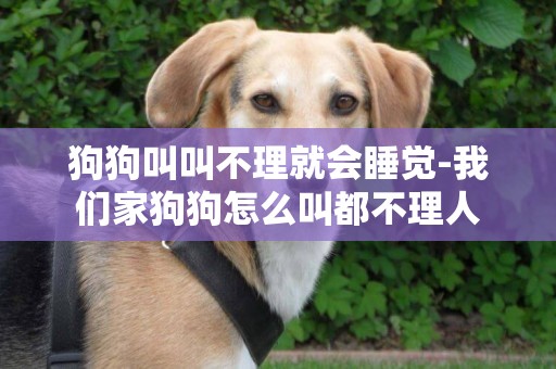 狗狗叫叫不理就會睡覺-我們家狗狗怎么叫都不理人