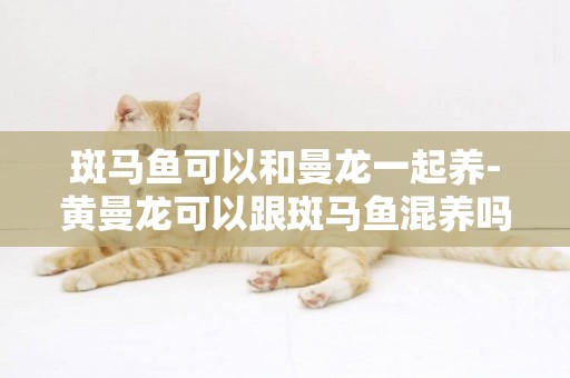 斑馬魚可以和曼龍一起養-黃曼龍可以跟斑馬魚混養嗎？
