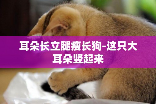 耳朵長立腿瘦長狗-這只大耳朵豎起來
