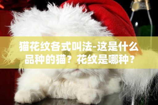 貓花紋各式叫法-這是什么品種的貓？花紋是哪種？