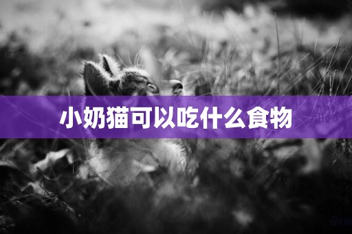 小奶貓可以吃什么食物