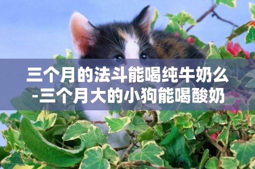 三個月的法斗能喝純牛奶么-三個月大的小狗能喝酸奶嗎